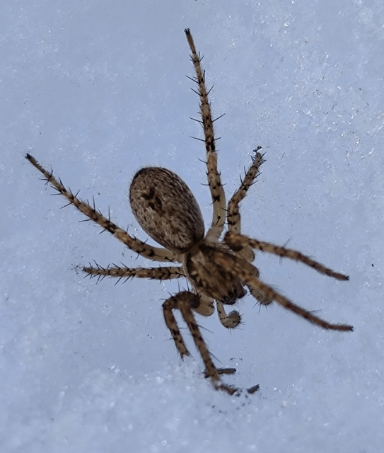 jegyespók - Anyphaena accentuata