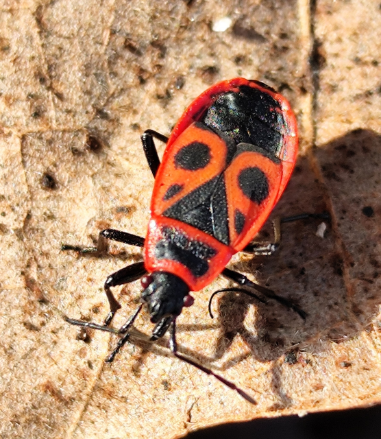 verőköltő poloska - Pyrrhocoris apterus