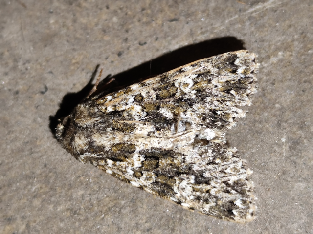 kankalin-tarkabagoly - Polymixis polymita