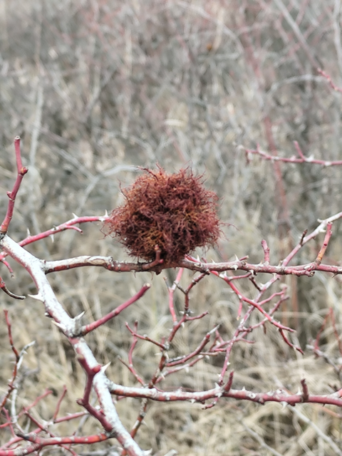 rózsagubacsdarázs - Diplolepis rosae