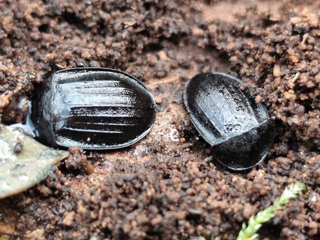 bordás csigarabló - Phosphuga atrata