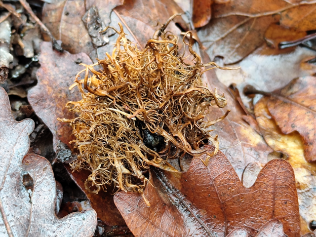 medúzafej-gubacsdarázs - Andricus caputmedusae