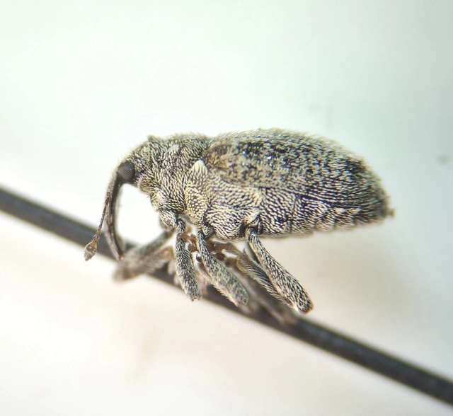 Ceutorhynchus pallidactylus - szőrös repce-ceutormányos