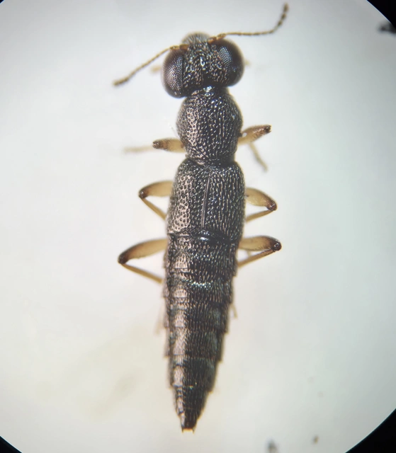 Stenus ochropus - fényes szemesholyva