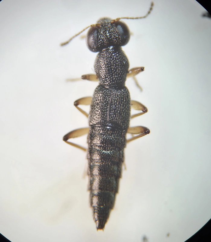 Stenus ochropus - fényes szemesholyva