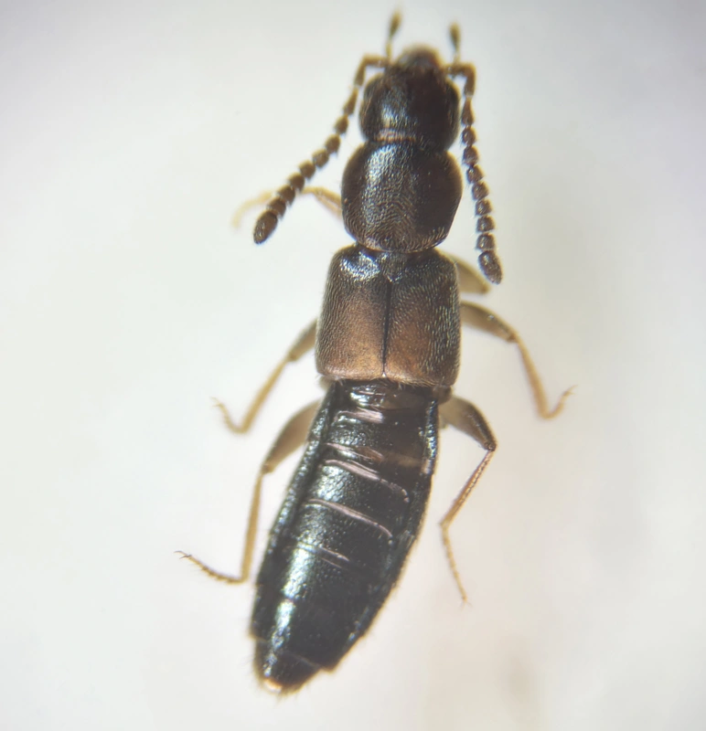 Aloconota gregaria - gödröshátú humuszholyva