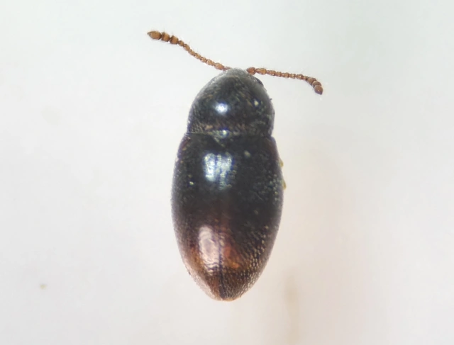 Atomaria Atomaria