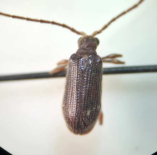 Ptinidae - tolvajbogarak