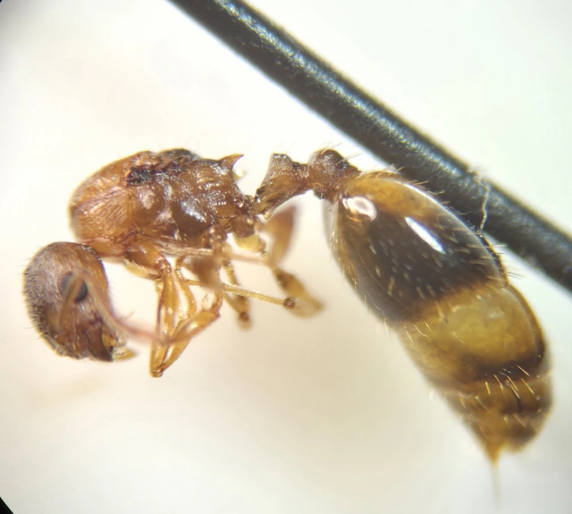 Temnothorax crassispinus - gubacslakó kéreghangya