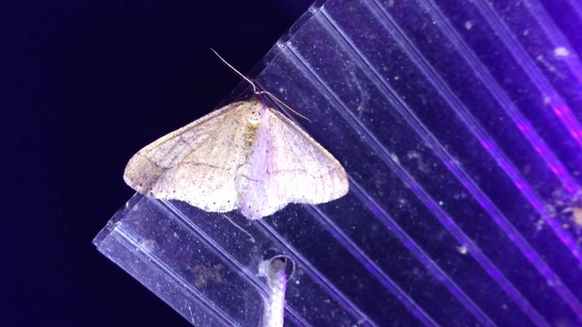 Agriopis marginaria - sárgás téliaraszoló
