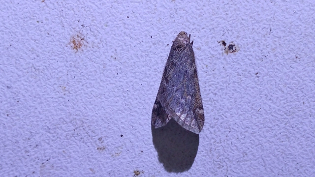 Alsophila aescularia - vadgesztenye-araszoló