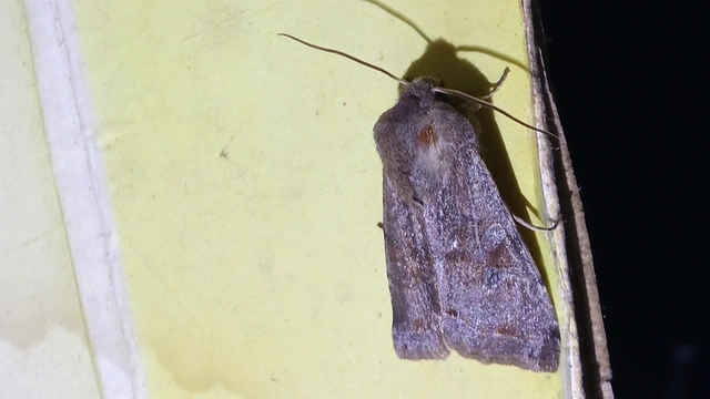 Orthosia incerta - változékony barkabagoly