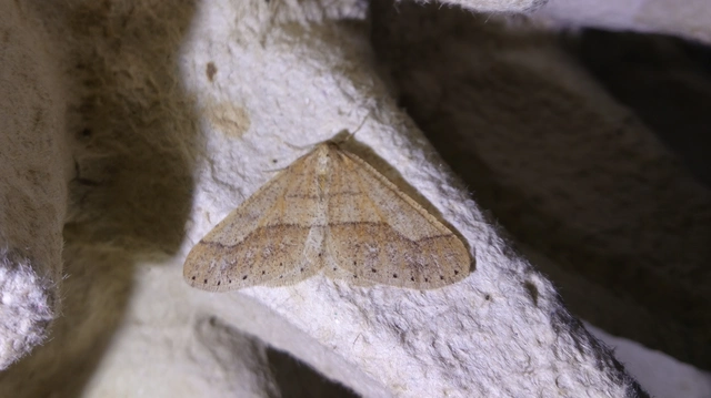Agriopis marginaria - sárgás téliaraszoló