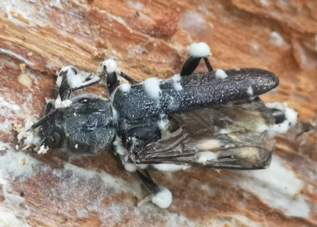 Hylotrupes bajulus - házicincér