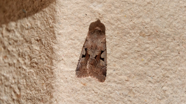 Orthosia gothica - feketefoltos barkabagoly
