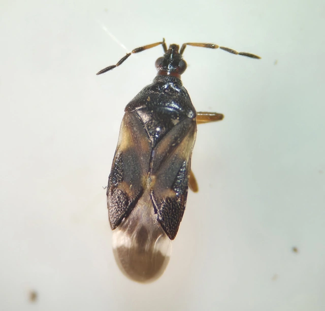 Anthocoridae - virágpoloskák Anthocoridae - virágpoloskák