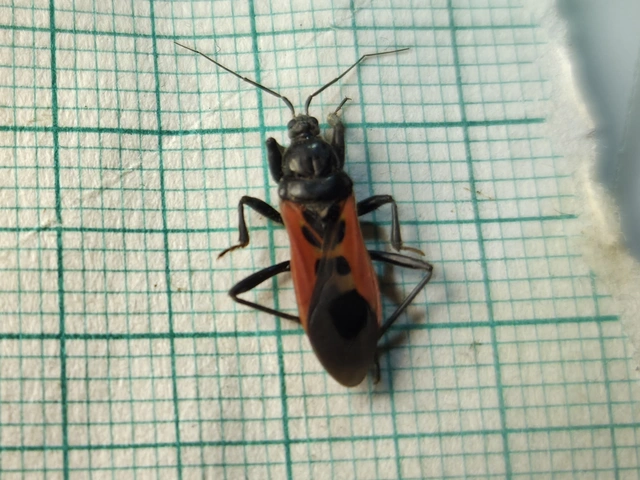 Peirates hybridus - foltos rablópoloska