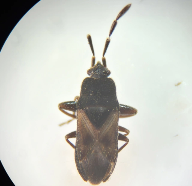Tropistethus holosericus - törpebodobács