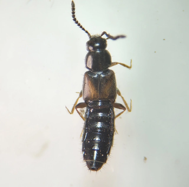 Atheta triangulum - címeres penészholyva