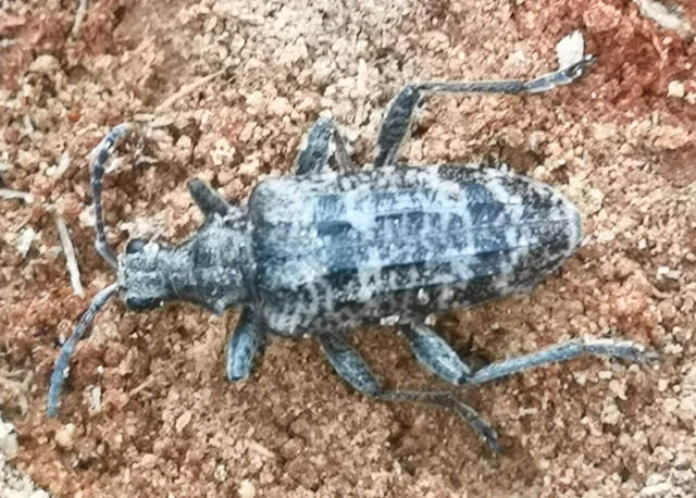 Rhagium inquisitor - fenyves-tövisescincér