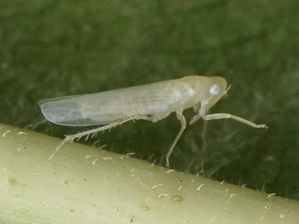 Ficocyba ficaria - fehér fügekabóca