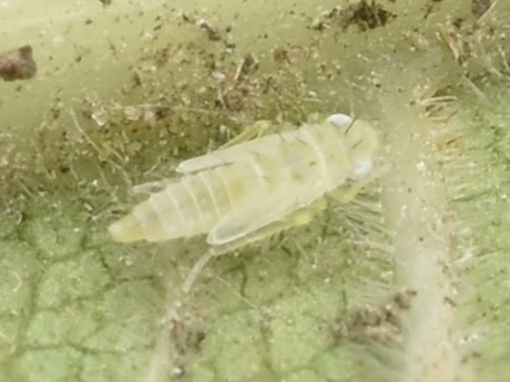 Ficocyba ficaria - fehér fügekabóca