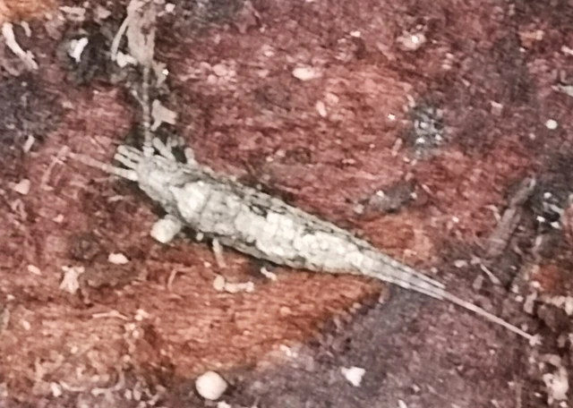 Archaeognatha - Ugróősrovarok