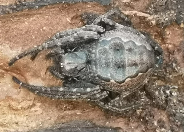 Nuctenea umbratica - közönséges rés-keresztespók