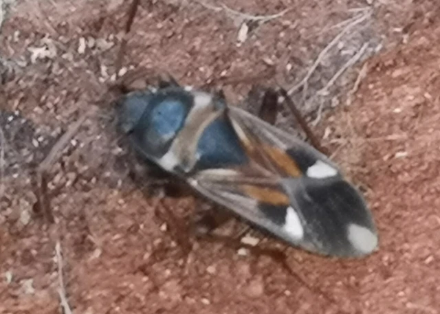 Raglius alboacuminatus - tarka díszesbodobács