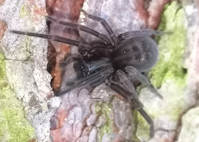 Amaurobius
