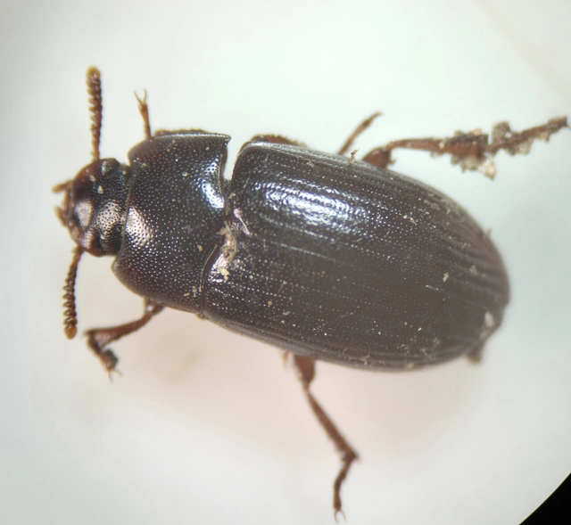 Alphitobius diaperinus