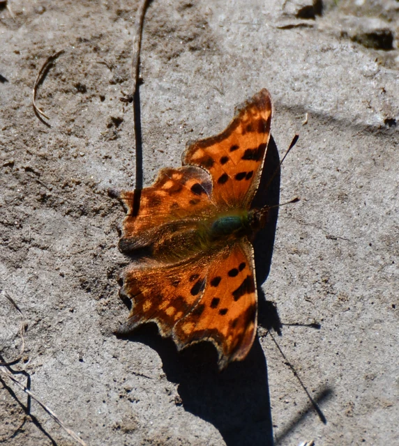 Nymphalis c-album - C-betűs lepke
