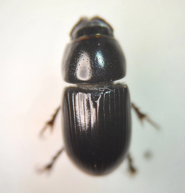 Aphodius granarius - szurokszínű trágyabogár