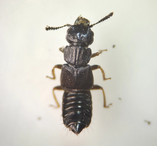 Anotylus hybridus - erdei korhóholyva Anotylus hybridus - erdei korhóholyva