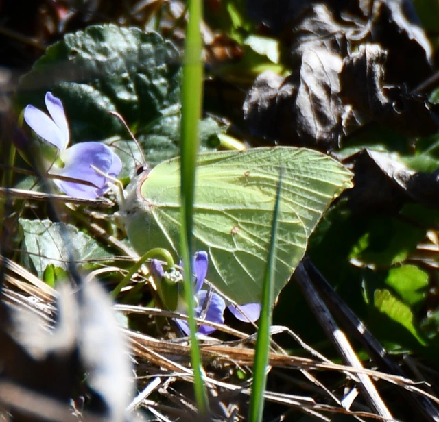 Gonepteryx rhamni - citromlepke