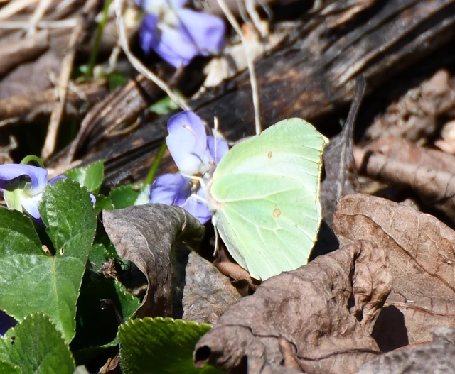 Gonepteryx rhamni - citromlepke