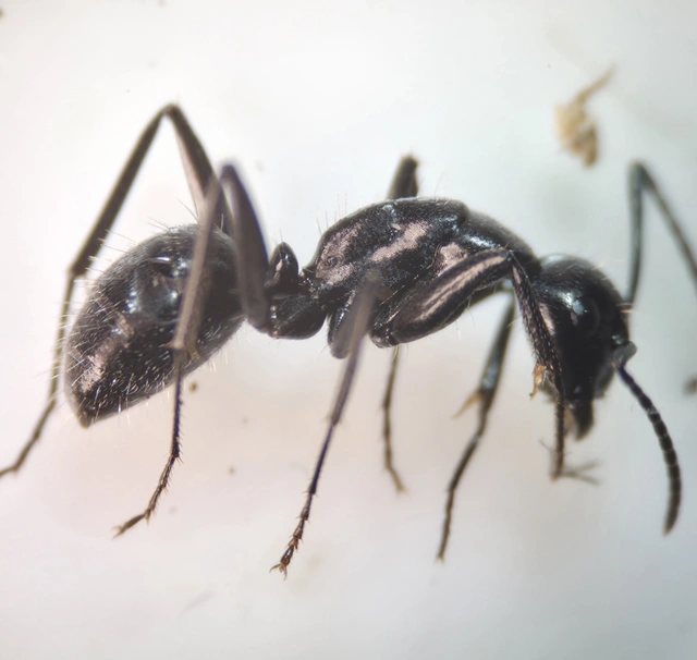 Camponotus vagus - fekete lóhangya