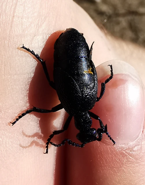 Meloe proscarabaeus - közönséges nünüke