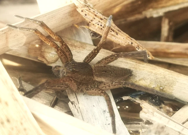 Dolomedes plantarius - parti vidrapók