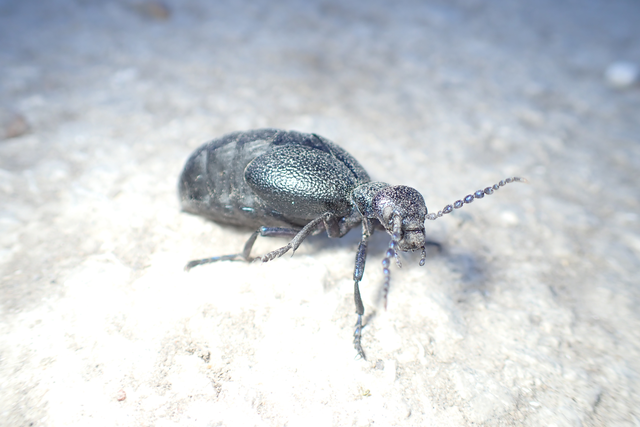 Meloe proscarabaeus - közönséges nünüke