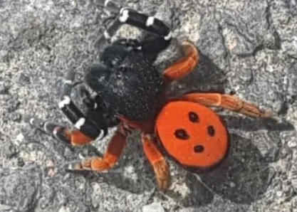 Eresus moravicus - sárgafejű bikapók Eresus moravicus - sárgafejű bikapók