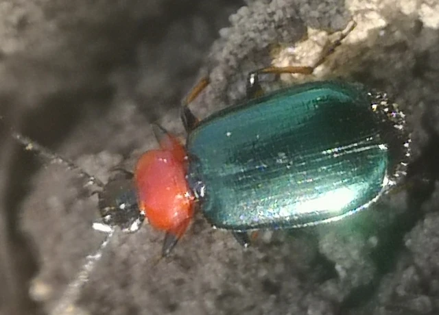 Lebia cyanocephala - pompás cserjefutó
