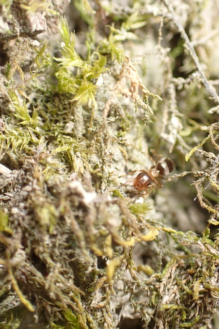 Lasius brunneus - rozsdáshátú feketehangya