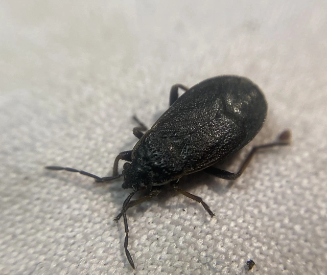 Pyrrhocoris marginatus - szegélyes bodobács