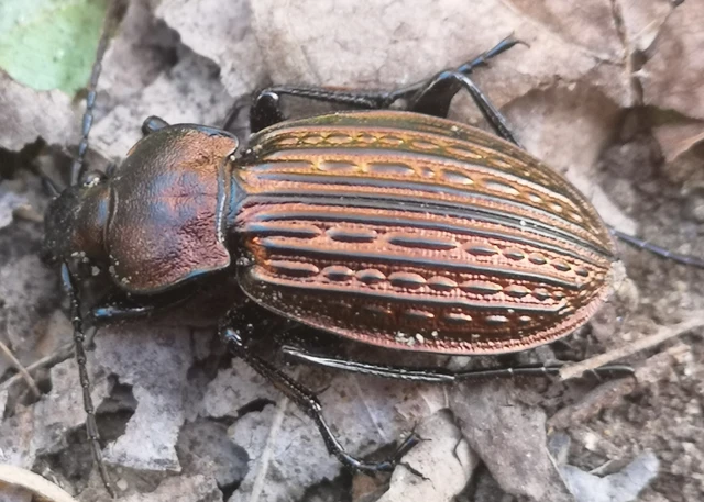 Carabus ulrichii - rezes futrinka Carabus ulrichii - rezes futrinka