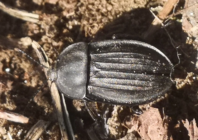 Silpha carinata - karimás dögbogár