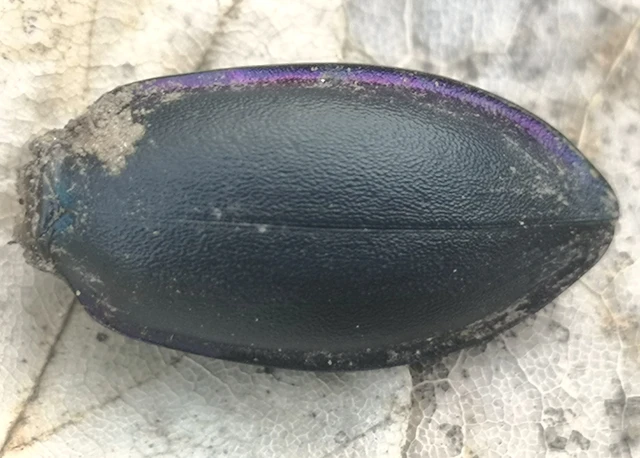 Carabus violaceus - kékfutrinka