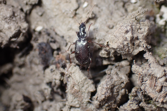 Limodromus assimilis - vöröslábú kisfutó
