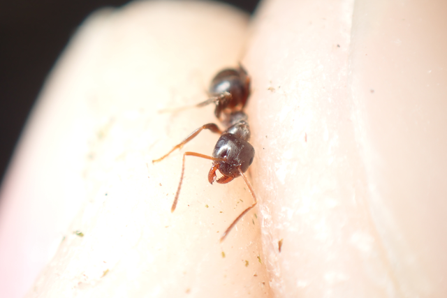 Lasius platythorax - erdei feketehangya