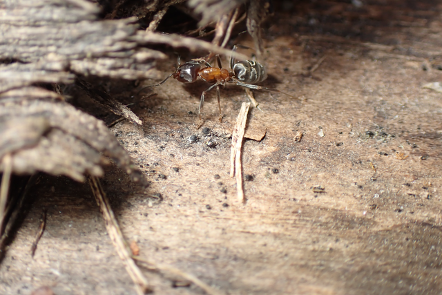 Liometopum microcephalum - tölgyfahangya
